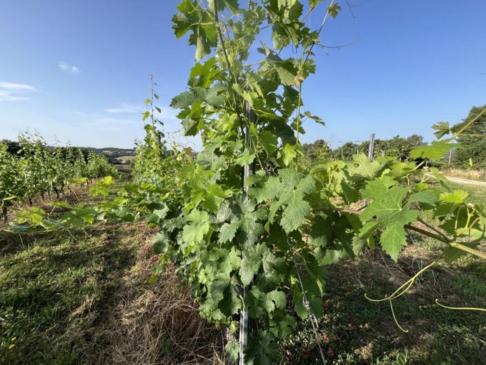 Image No.3-House for sale