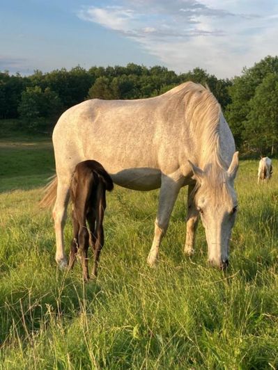 Image No.5-11 Bed Property for sale