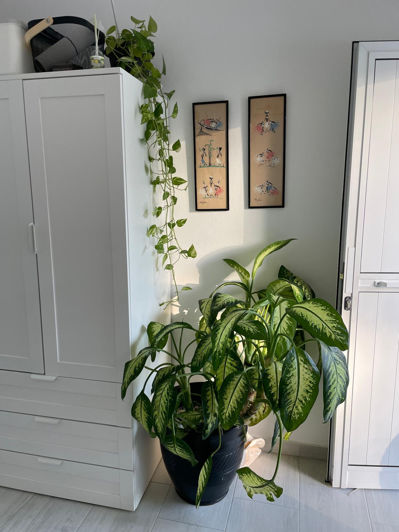 Image No.7-1 Bed Bungalow for sale