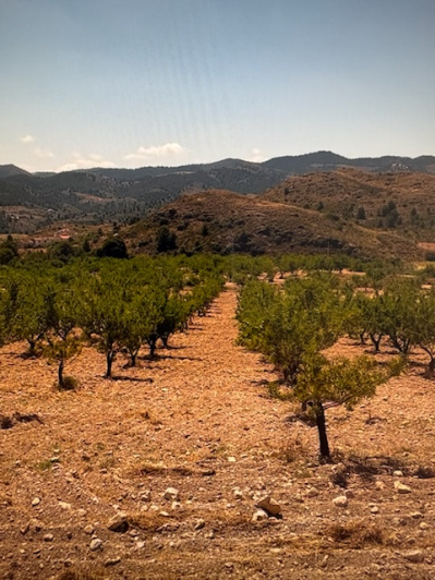 Image No.7-Terrain de 4 chambres à vendre à Lorca