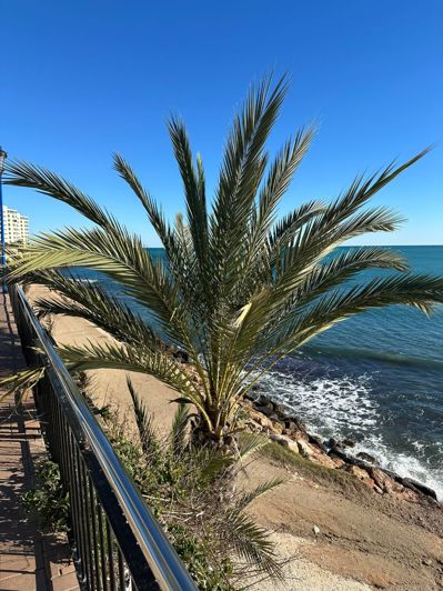 Image No.29-Appartement de 2 chambres à vendre à Punta Prima