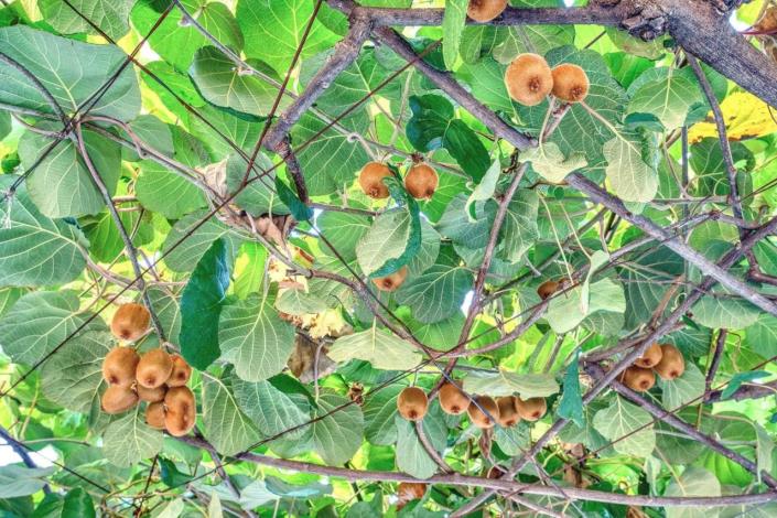 Image No.13-Un hôtel de 15 chambres à vendre à Budva