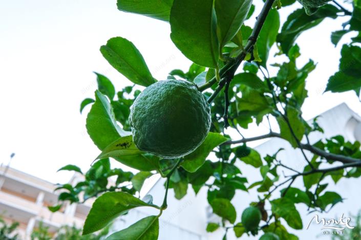 Image No.7-Maison de 6 chambres à vendre à Budva