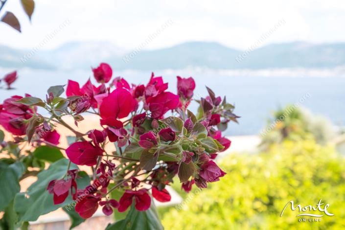 Image No.42-3 Bed House for sale