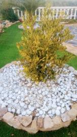 IMG_20250131_175809837-2