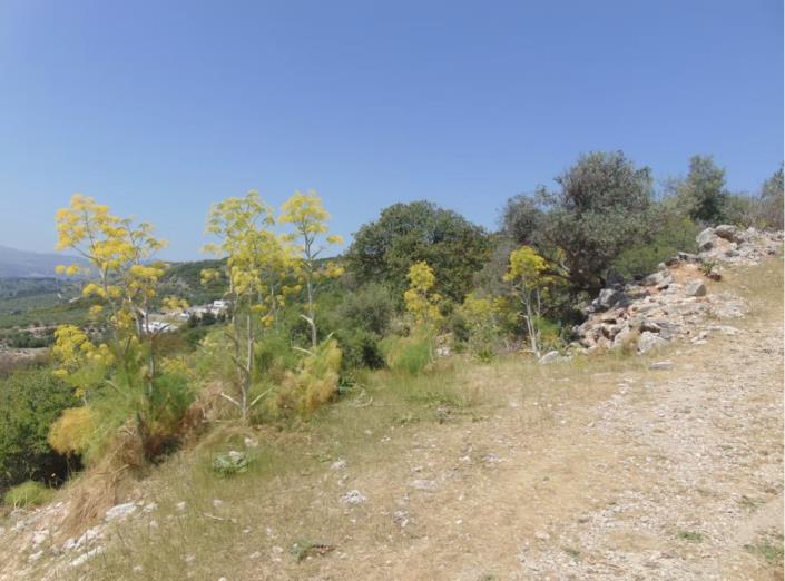 Image No.2-Plot for sale