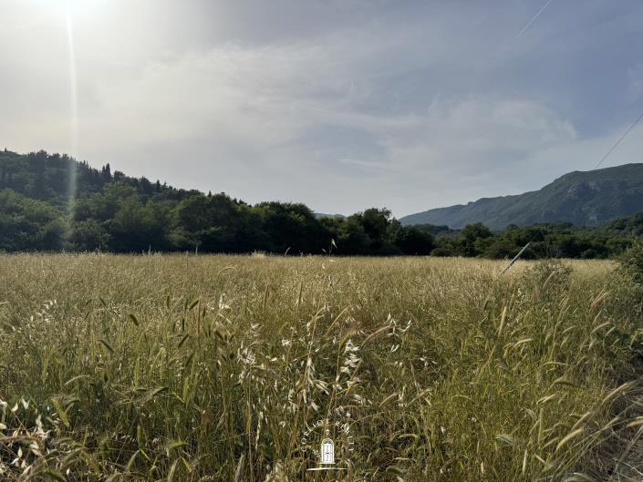 Image No.6-Terre à vendre à Corfou