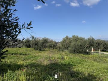 land-dafni-corfu-olive-grove