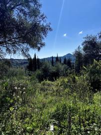 plot-with-green-surroundings-corfu