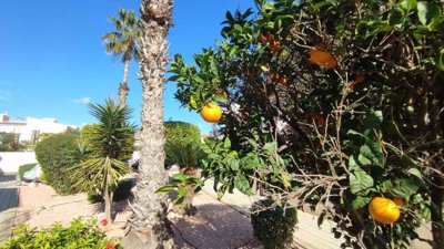 apartment-playa-flamenca-cl236-9