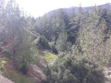 149658-bungalow-for-sale-in-pera-pediorig