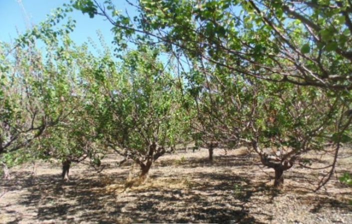 Image No.6-5 Bed House for sale