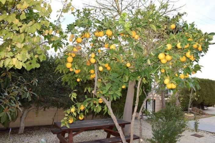 Image No.9-Maison de 3 chambres à vendre à Meneou