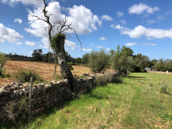 Image No.13-Propriété à vendre à Felanitx