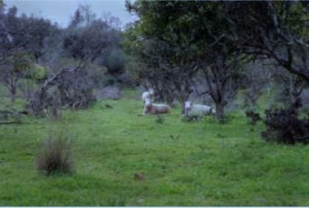 Image No.4-Propriété de 19 chambres à vendre à Albufeira