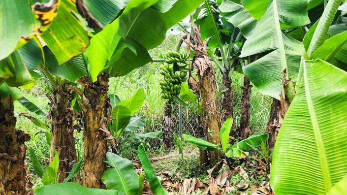 Image No.15-Maison de 3 chambres à vendre à Saint David