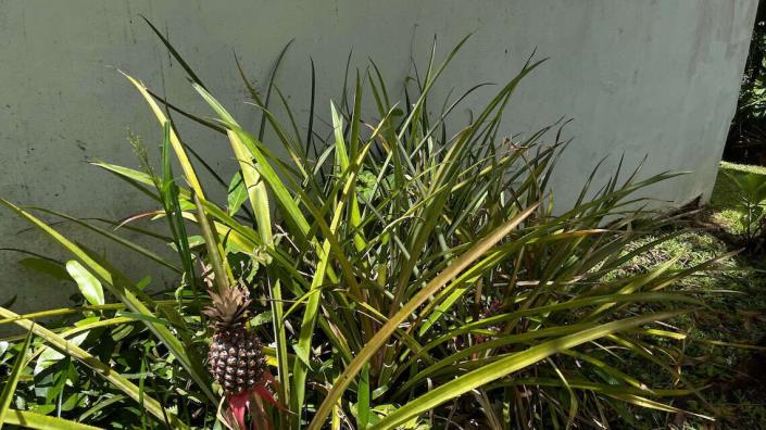 Image No.21-Maison de 3 chambres à vendre à Saint David