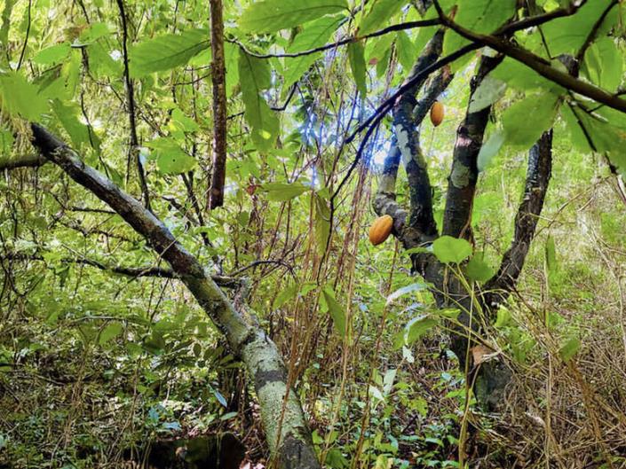 Image No.6-Land for sale