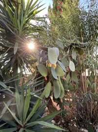 Detached Villa For Sale  in  Chlorakas