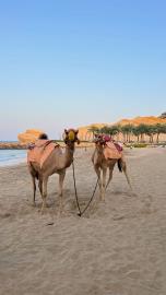 1897b7df-9217-4051-a8f1-d870e31c34dc