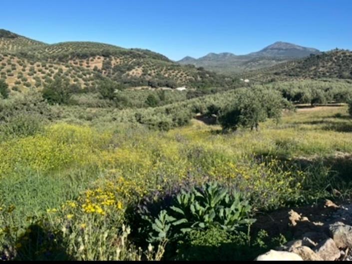 Image No.8-4 Bed Cortijo for sale