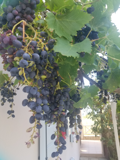 Image No.3-Maison / Villa de 3 chambres à vendre à Alonnisos