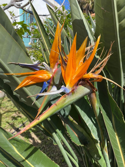 Image No.39-4 Bed Villa for sale