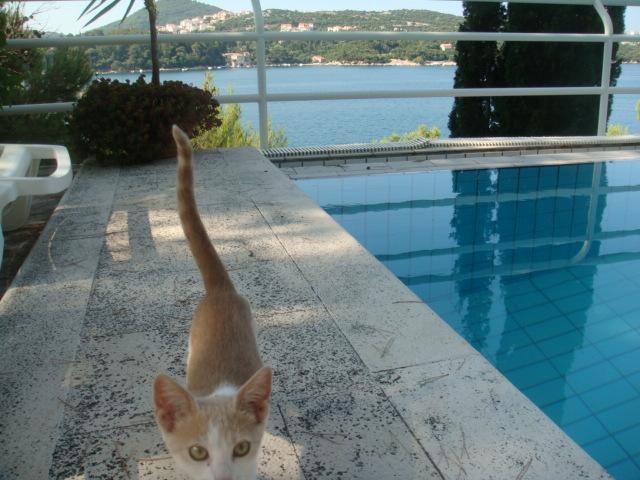 Image No.10-Propriété de 4 chambres à vendre à Croatie