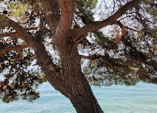 Image No.20-5 Bed Property for sale