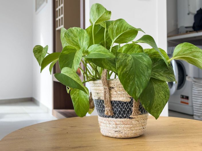 Image No.11-2 Bed Property for sale