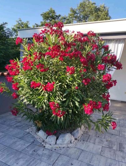 Image No.8-Propriété de 6 chambres à vendre à Croatie