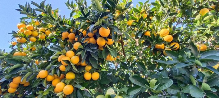 Image No.19-5 Bed Property for sale