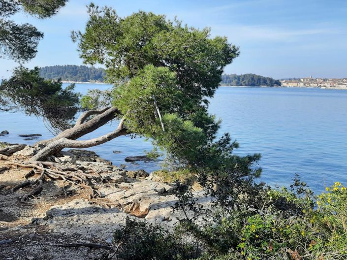 Image No.22-Propriété de 4 chambres à vendre à Rovinj