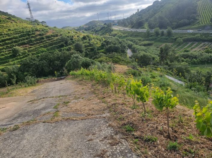 Image No.2-Maison à vendre à Torres Vedras