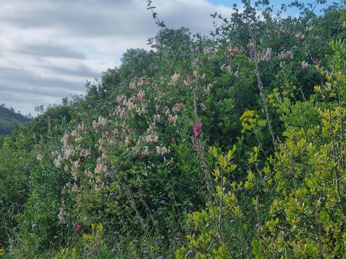 Image No.3-Maison à vendre à Torres Vedras