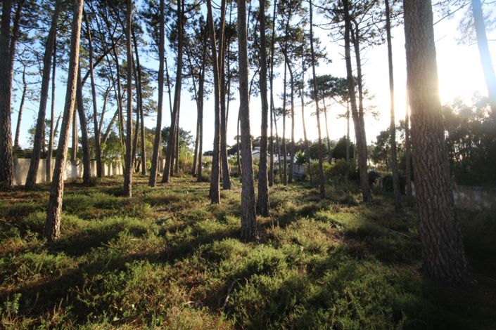 Image No.32-Terre de 3 chambres à vendre à Sintra