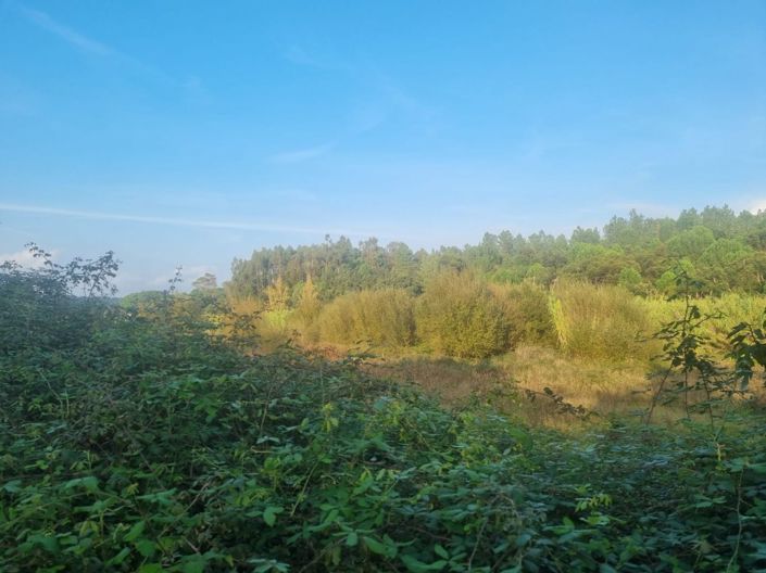 Image No.18-Terre à vendre à Abrantes