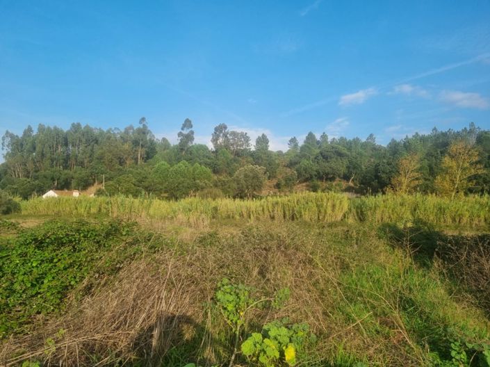 Image No.20-Terre à vendre à Abrantes