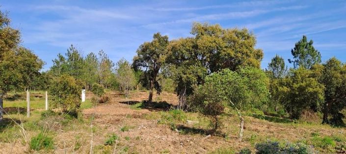 Image No.22-Terre à vendre à Abrantes