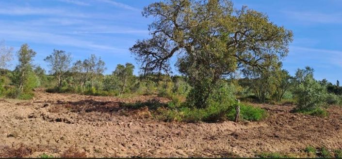 Image No.25-Terre à vendre à Abrantes