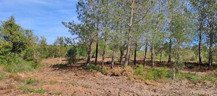 Image No.27-Terre à vendre à Abrantes