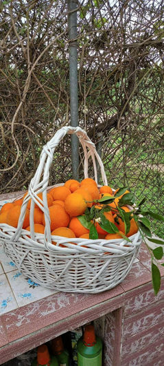 Image No.43-Finca de 3 chambres à vendre à Alicante