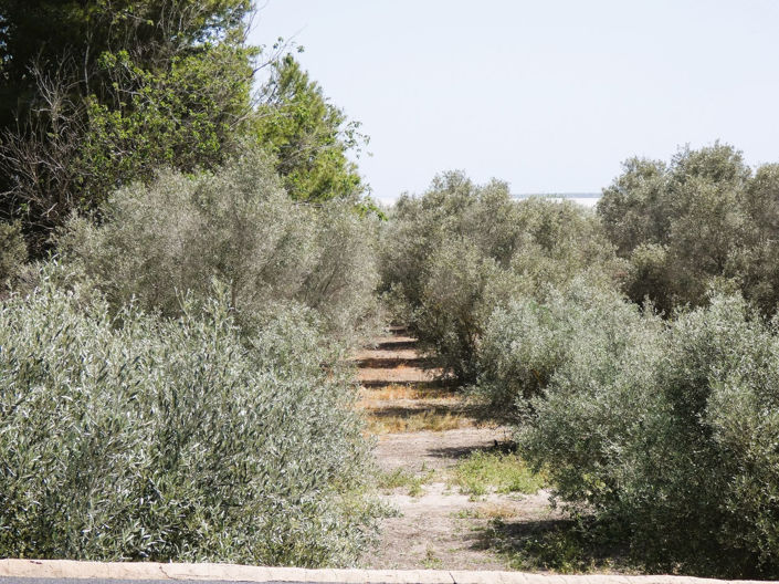 Image No.48-3 Bed Finca for sale