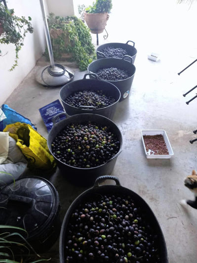 Image No.49-Finca de 3 chambres à vendre à Alicante