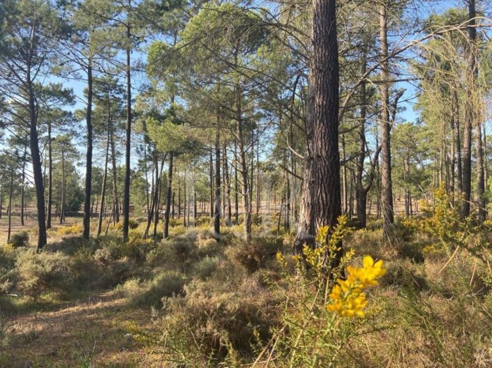 Image No.8-Villa de 4 chambres à vendre à Alcácer do Sal