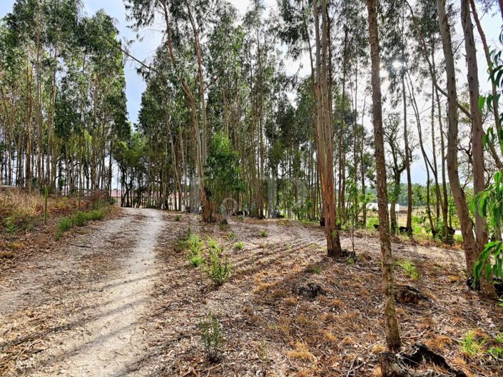 Image No.28-Ferme à vendre à Sintra