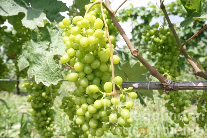 Image No.1-4 Bed Farmhouse for sale