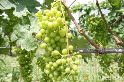 65fae2457f9ccfotoweinrebe