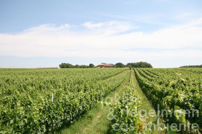 Image No.23-Ferme de 8 chambres à vendre à Castiglione del Lago