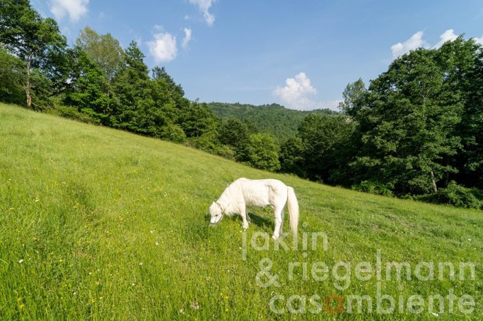 Image No.18-10 Bed Farmhouse for sale